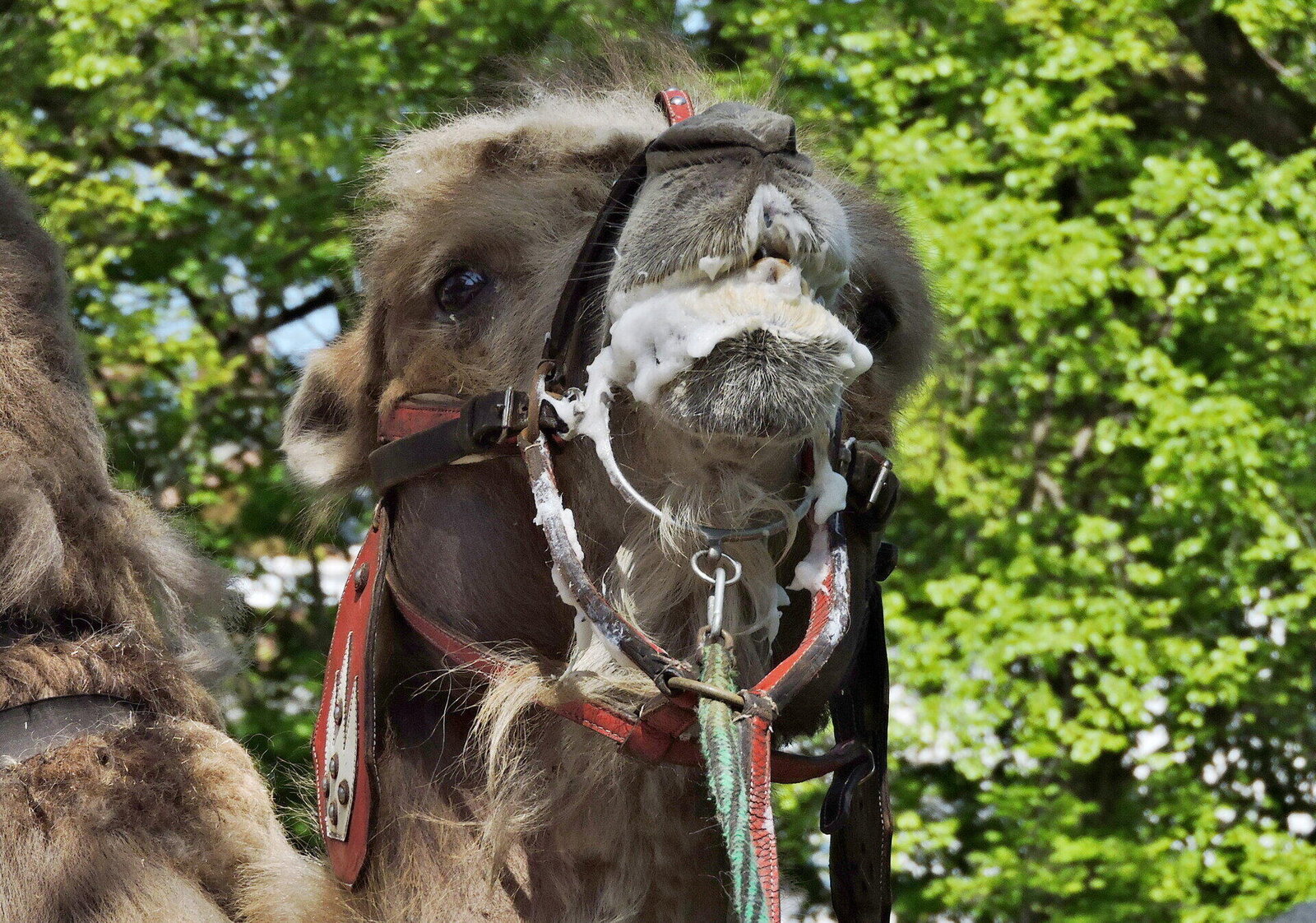 Dračí slavnosti 2018